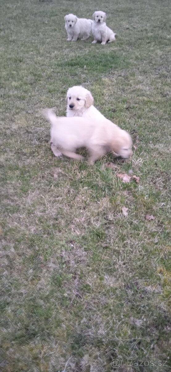 Zlatý retrívr - 12