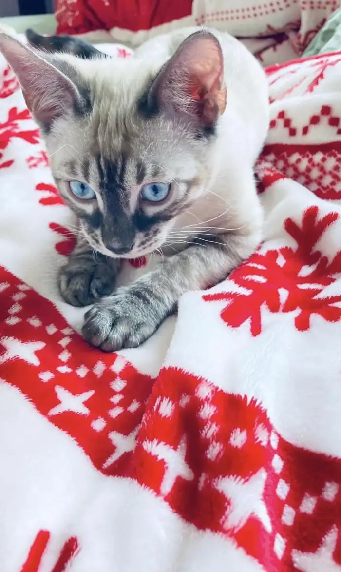 Bengálská kočka-holčička - 12