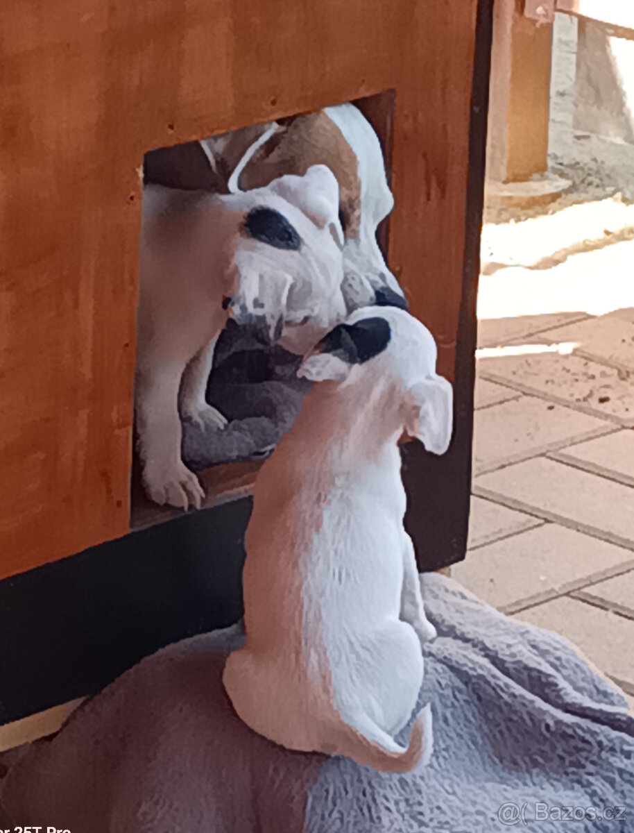 Jack Russel teriér - 12