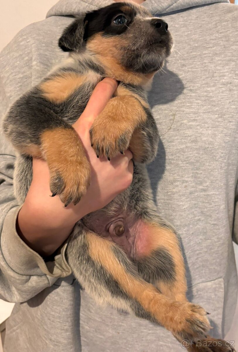 Australský honácký pes - 12