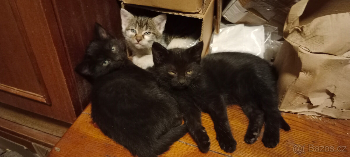 DARUJEME koťátko, kotě, kocourka, kočičku, koťátka - 12