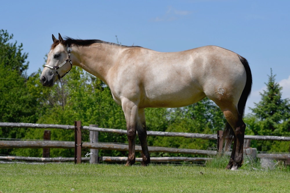 Appaloosa hřebeček - 12