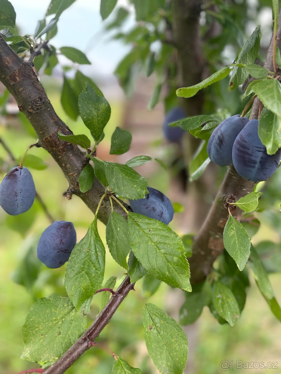 Stavební pozemek 1660 m² Petkovy, Mladá Boleslav - 12