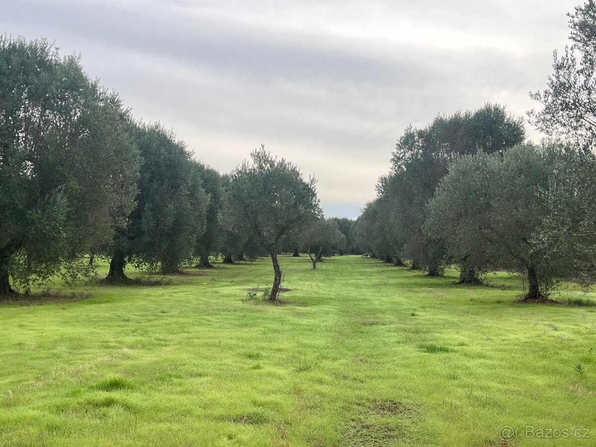 Olivový sad 9100m2 u moře - 12