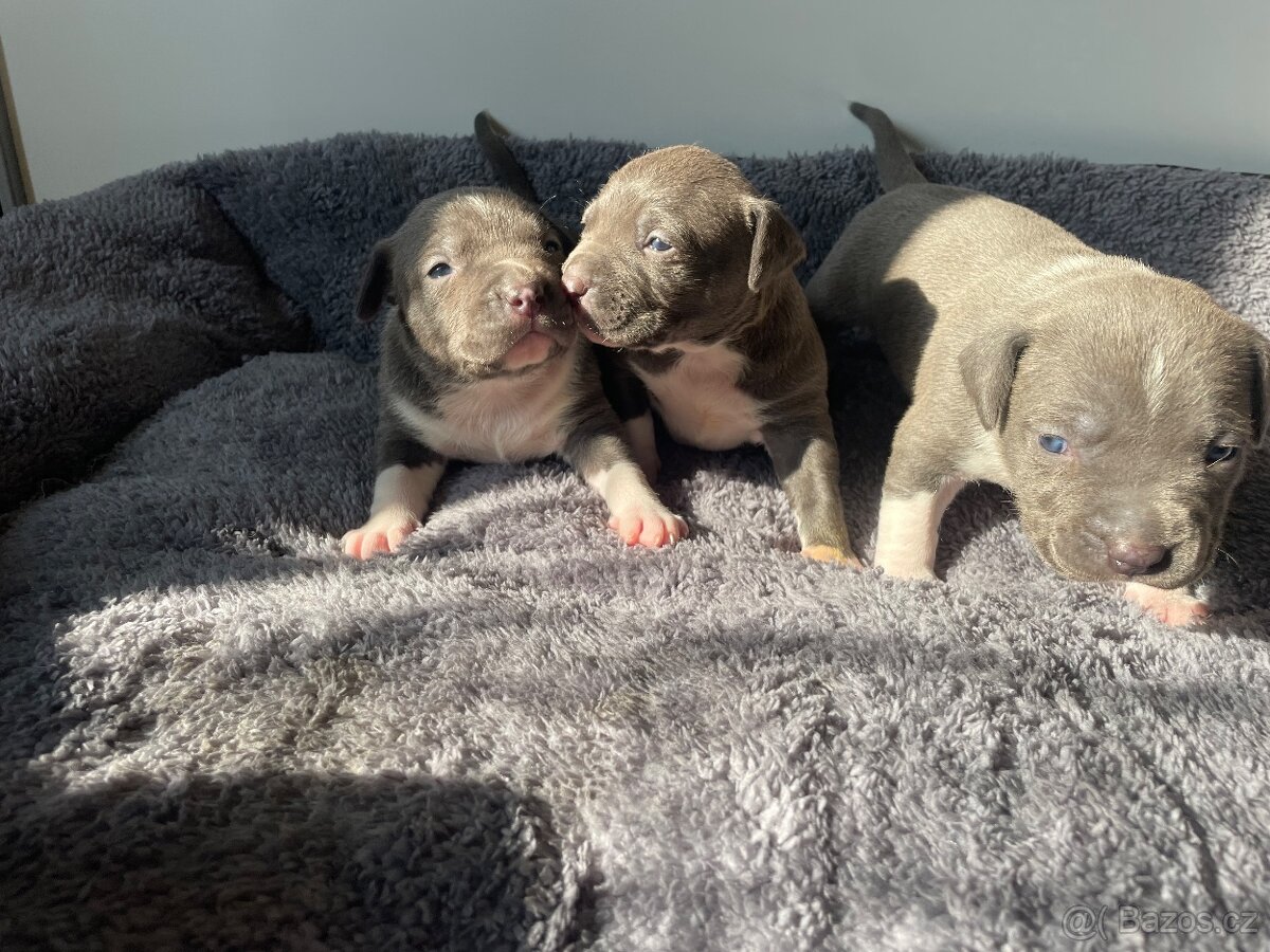 American Bully x Staford - 12