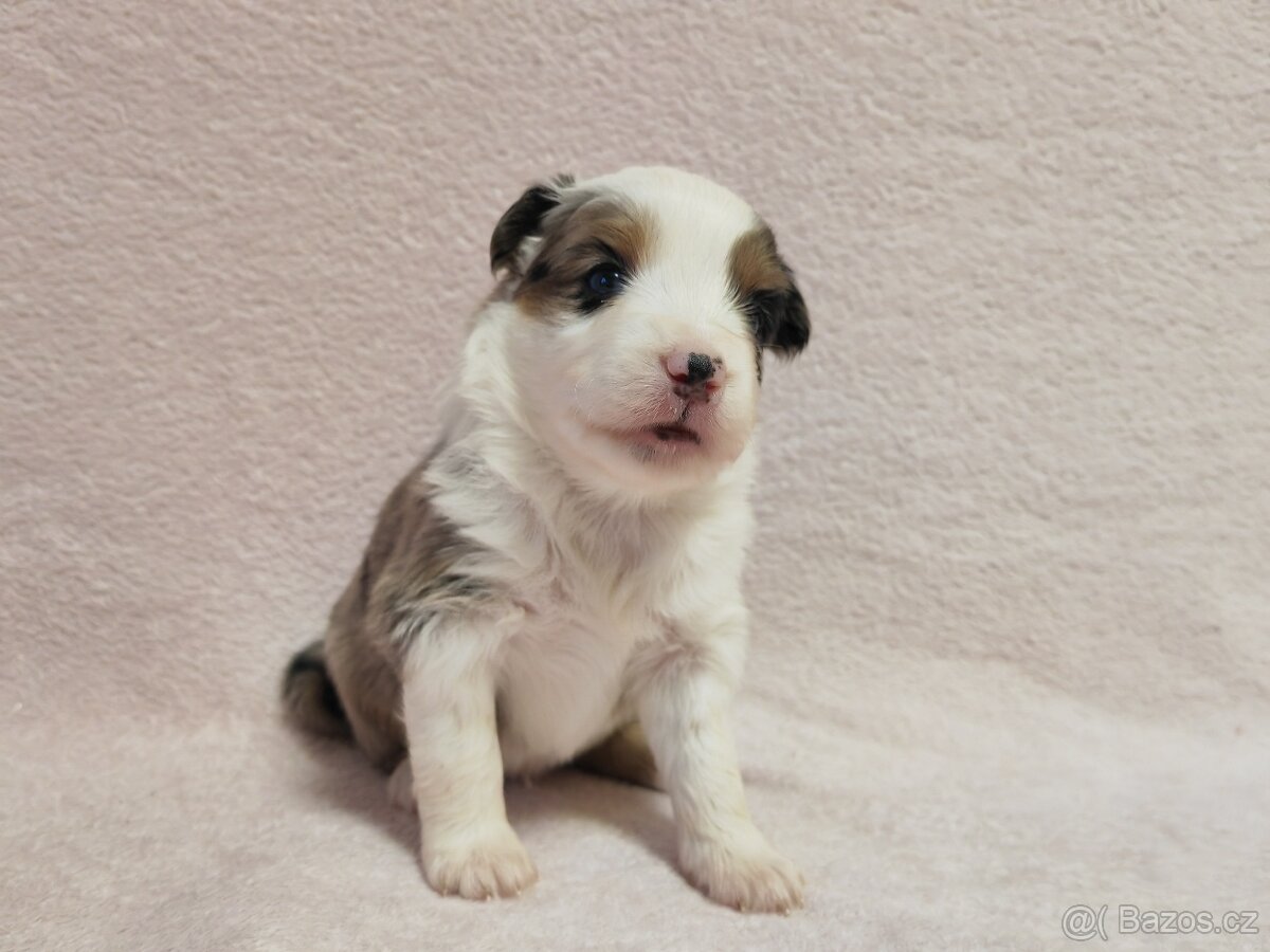 Štěňata Miniaturní americký ovčák s PP - 12