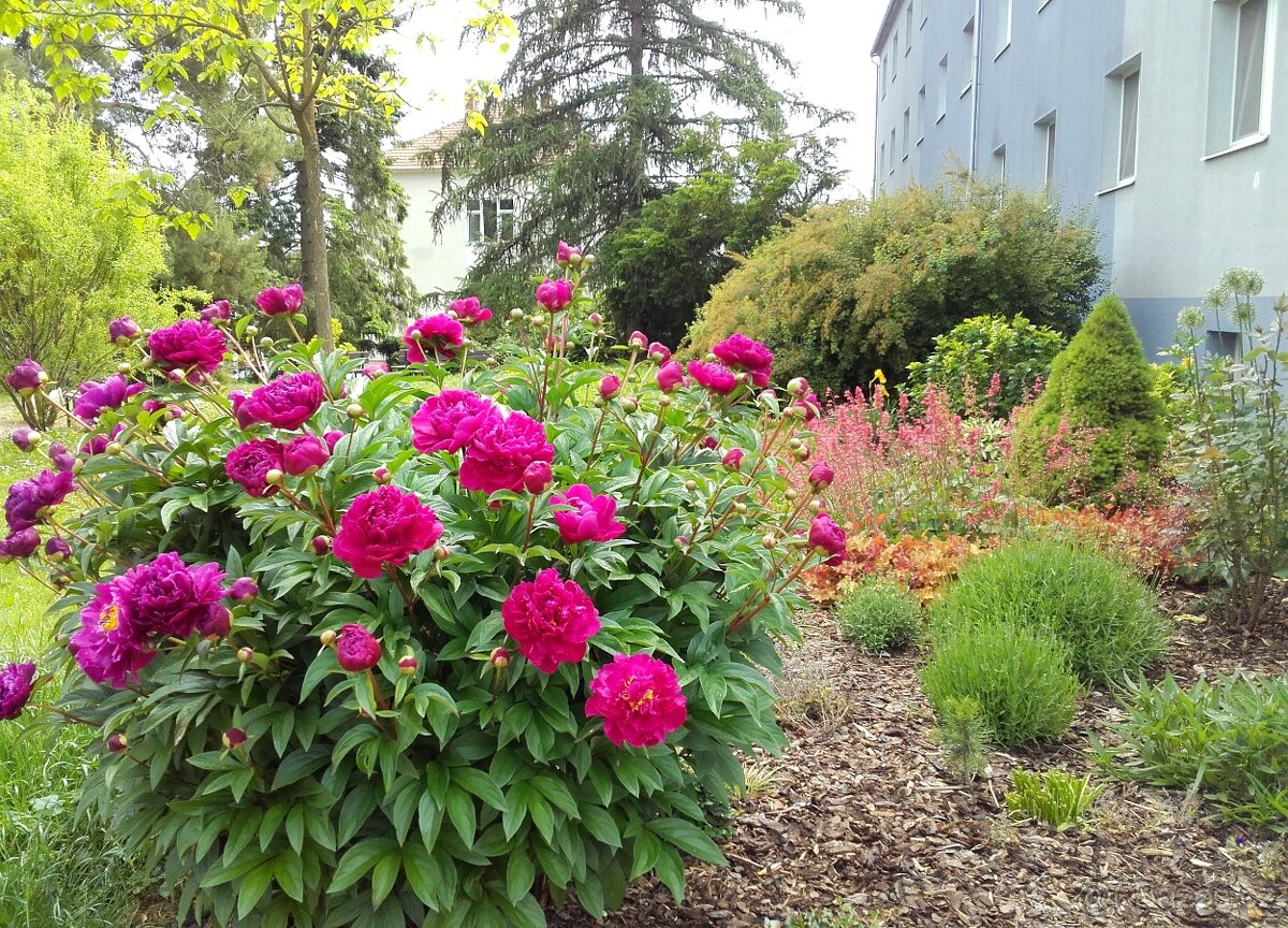 Pronájem bez RK, cihlový byt 1+1 po reko., Brno-Řečkovice - 12
