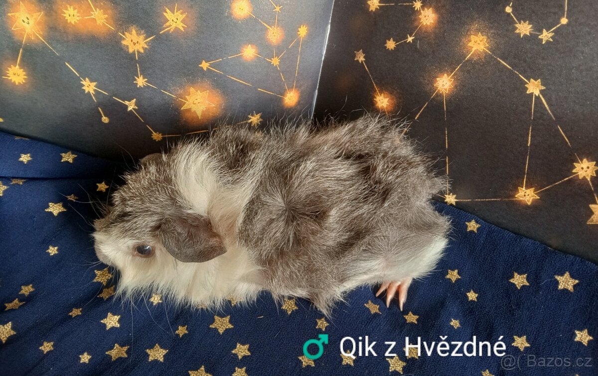 Morčátka CHS Z Hvězdné Liberec - 12