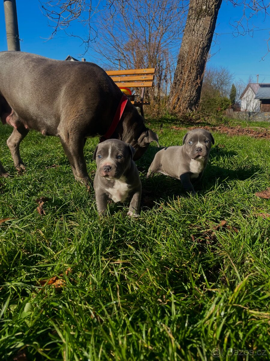 🐾 Americký staford – modrá štěňátka Bibi a Oli - 12