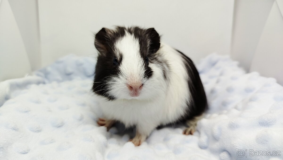 Morče, Morčata, Morčátko, Morčátka - BETTY - 12