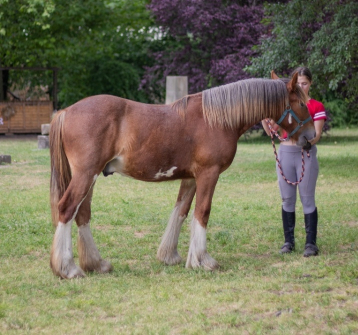 Drum horse hřebec, matka Shire horse, otec irský cob - 12