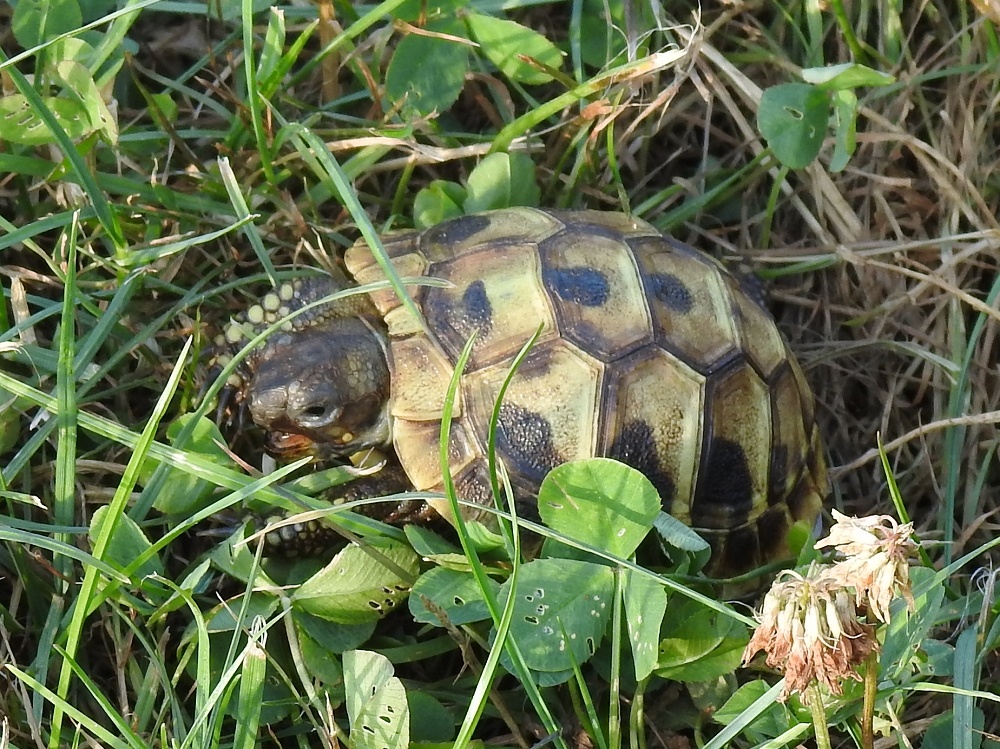 Malé suchozemské želvy - 12