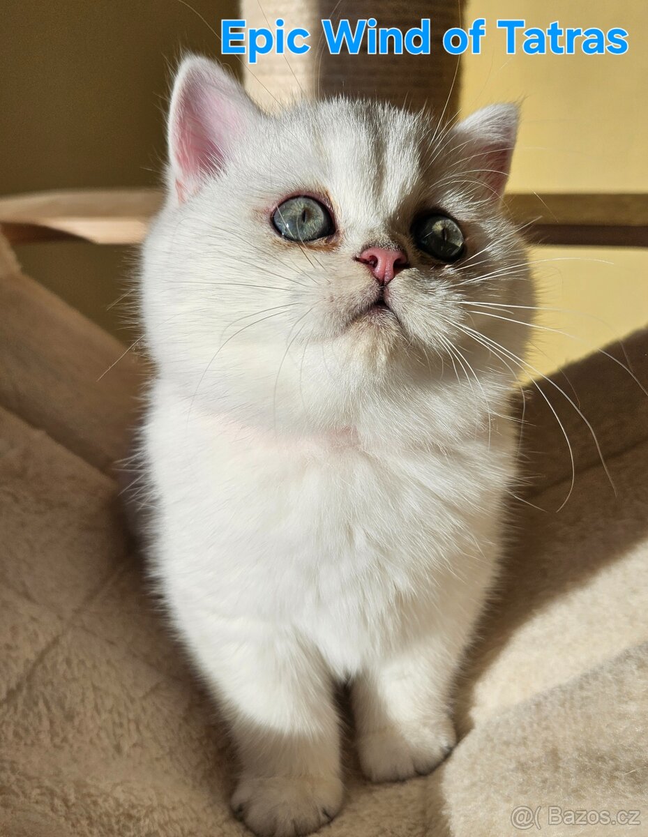 Britský kocúrik - 12