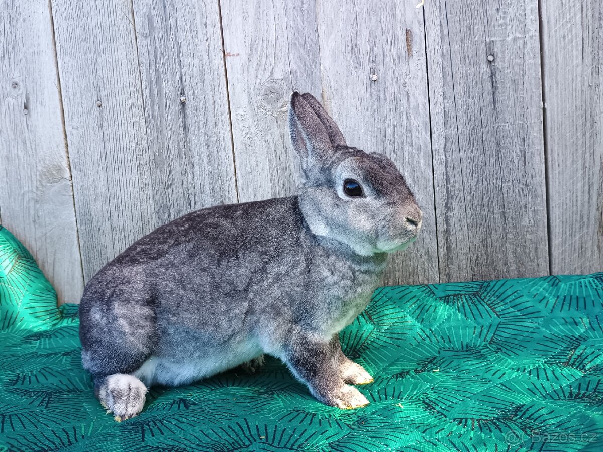 Zakrslý REX činčilový oceněná mláďata - 12