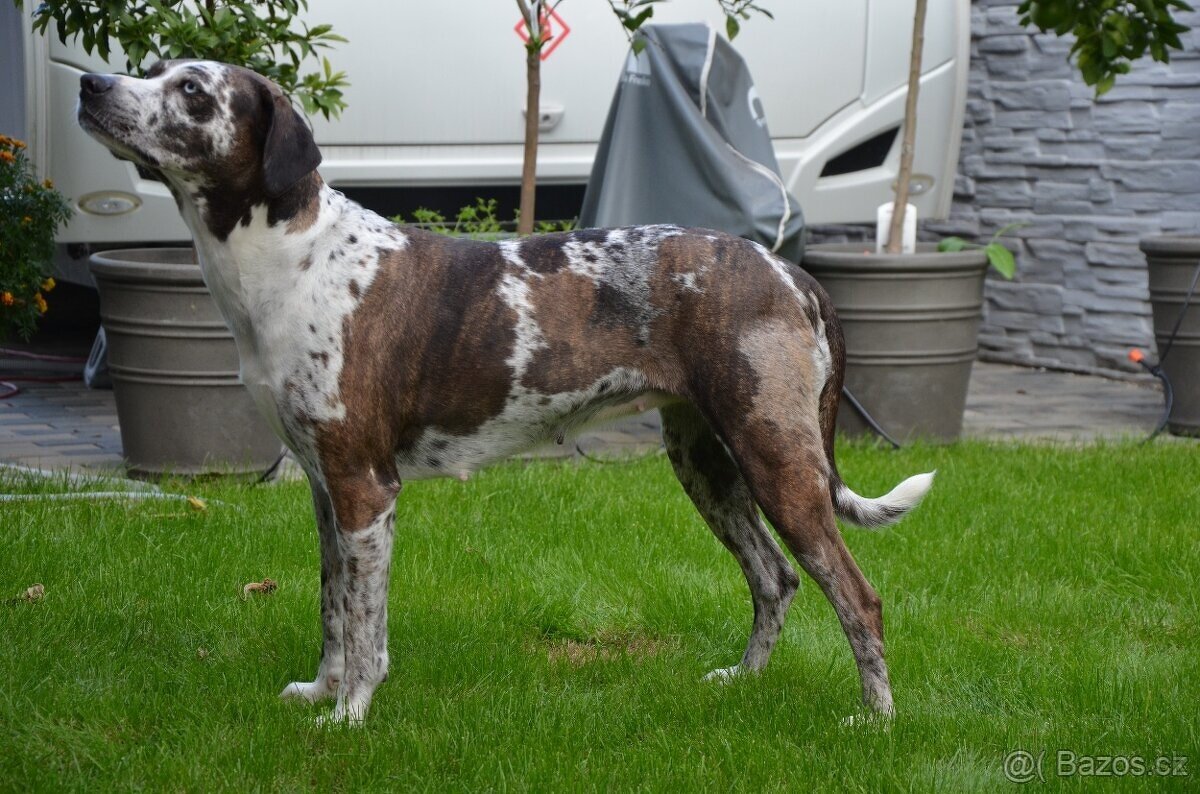 Louisianský leopardí pes s PP - 12