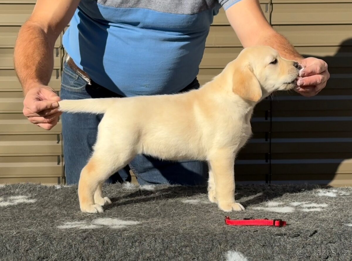 🐾 Labradorský retrívr s PP – štěňátka k odběru ihned 🐾 - 12