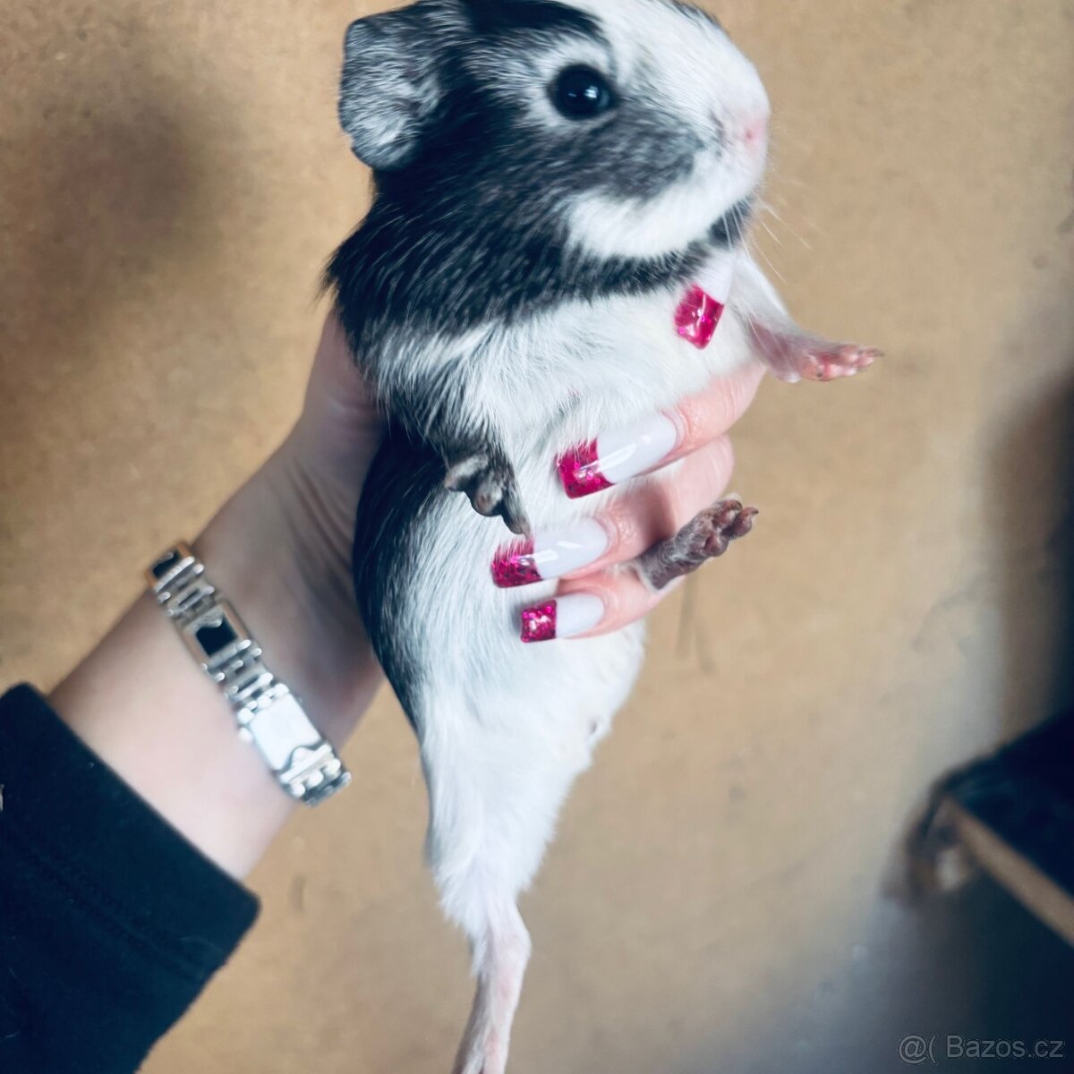 Prodám morčata 2 samci - 12