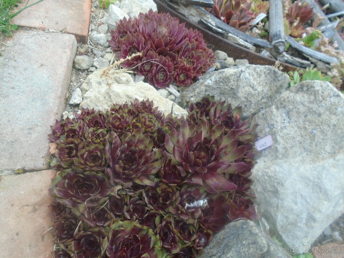 Odolné přebytky ze zahrady - 12