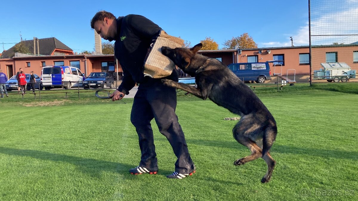 Německý ovčák - štěňátka s PP - 12