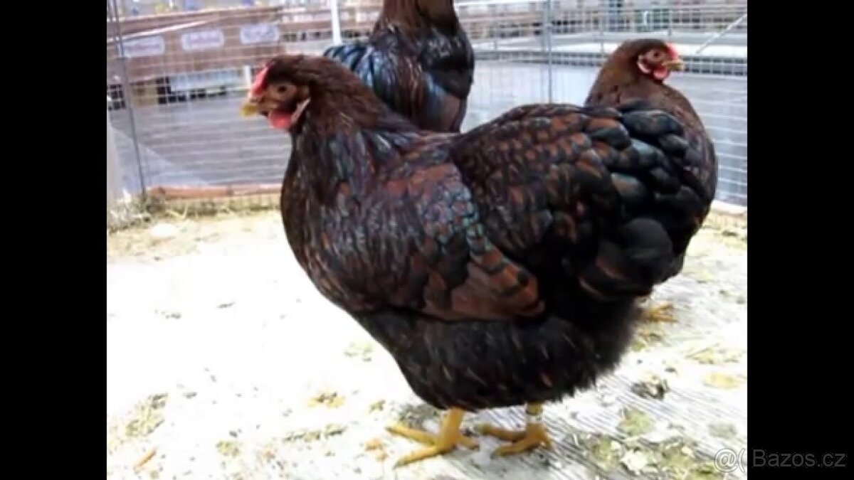 Slepičky jako vánoční dárek - pro okrasu i na užitek - 12