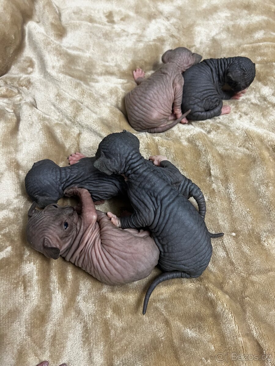 Kanadský sphynx - 12