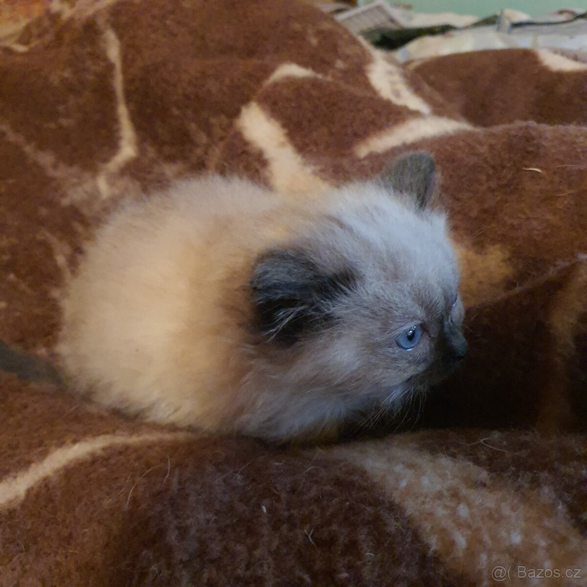 Kocurik ragdoll - 12