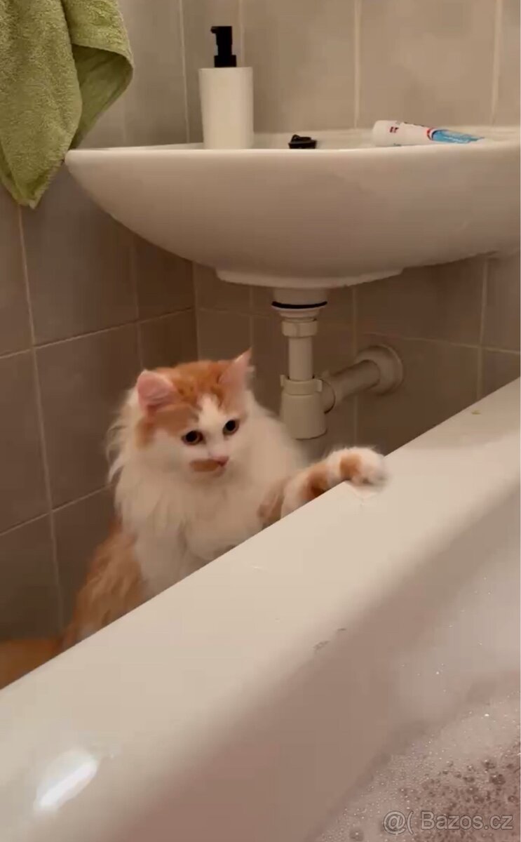 Kočky typu Mainské mývalí bez PP - 12