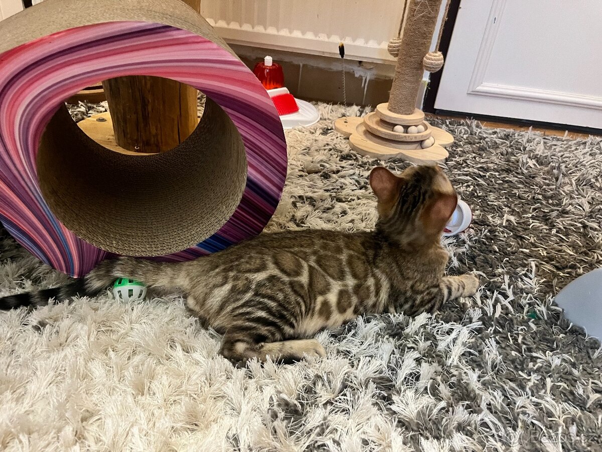 Bengálská kočka - 12