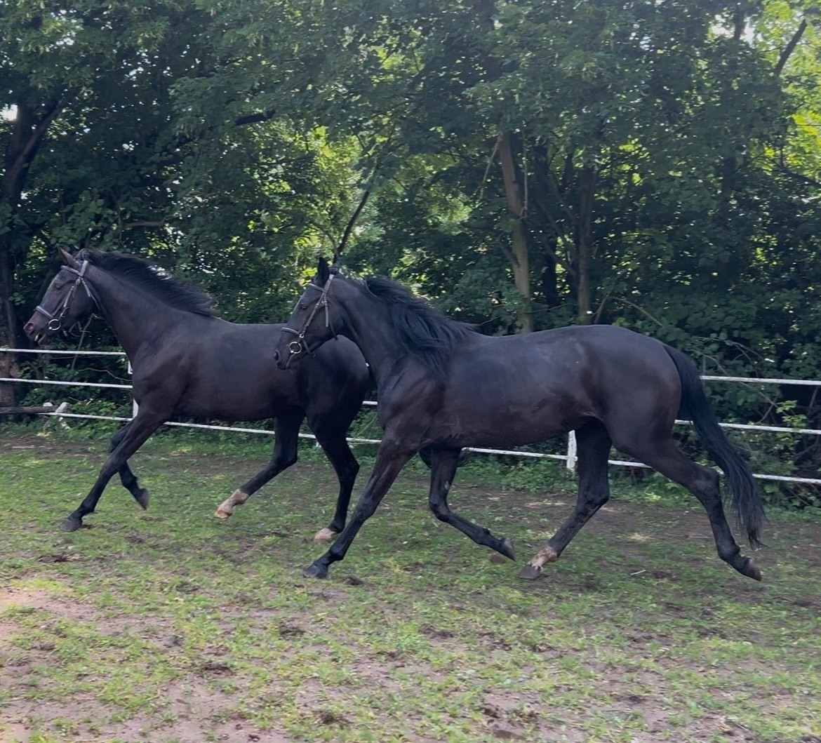 klisny čt vrané - 12