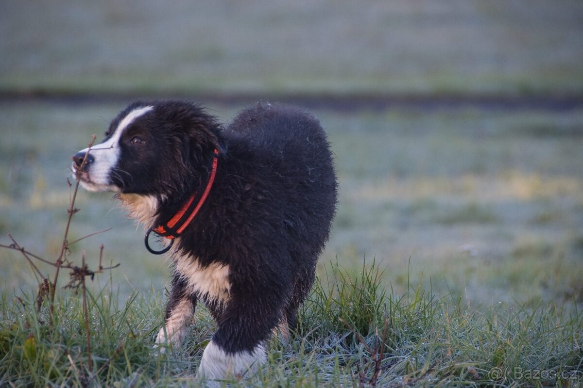 Border kolie s PP - 12