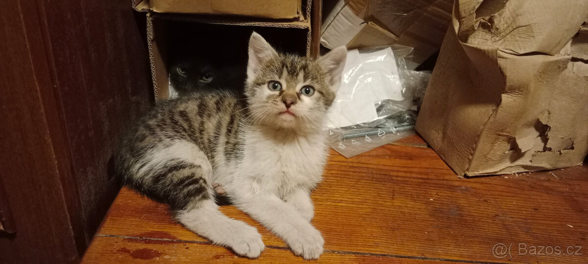 DARUJEME koťátka, koťátko, kotě, kocourka, kočičku - 12