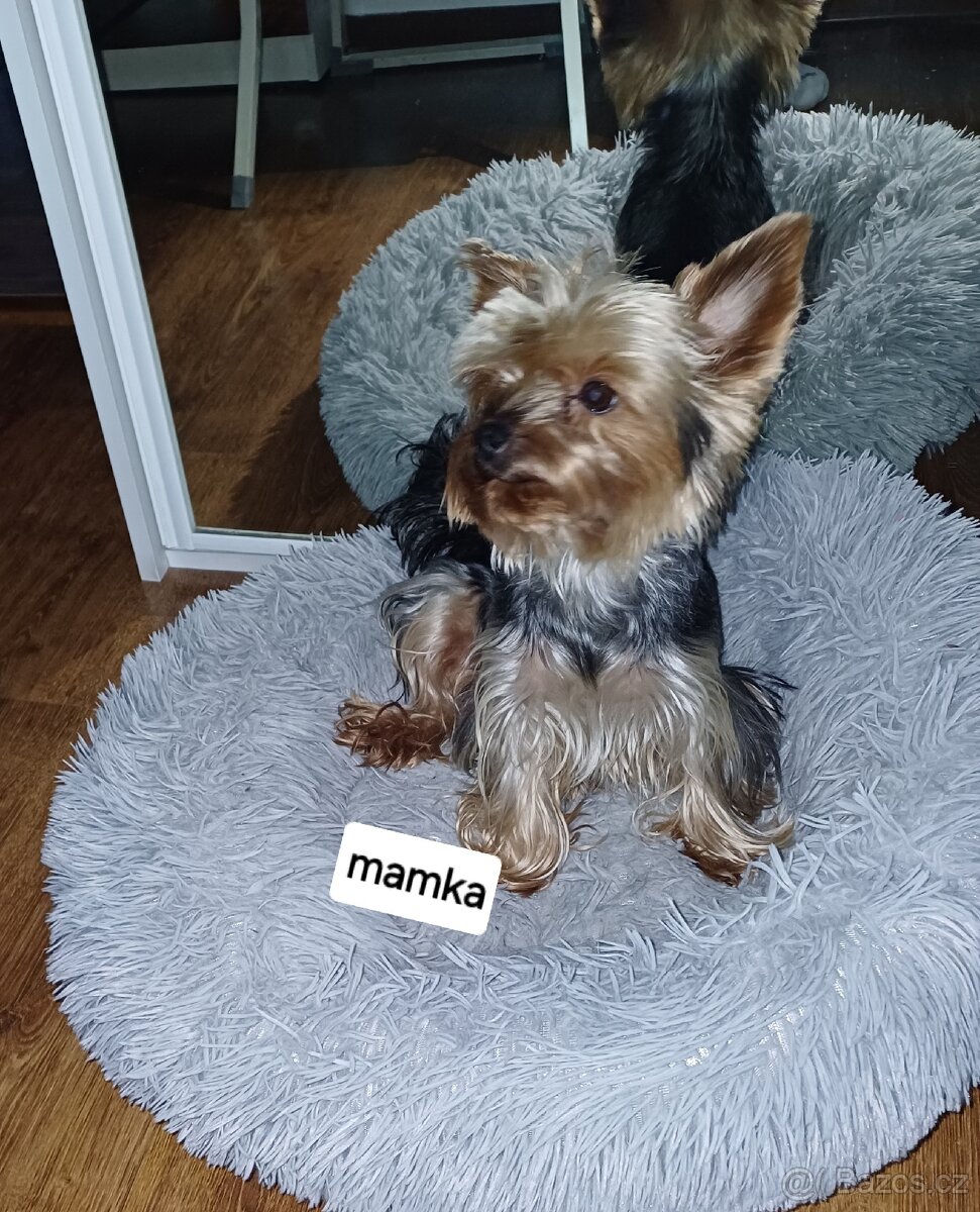 Jorkšírský terier - 12