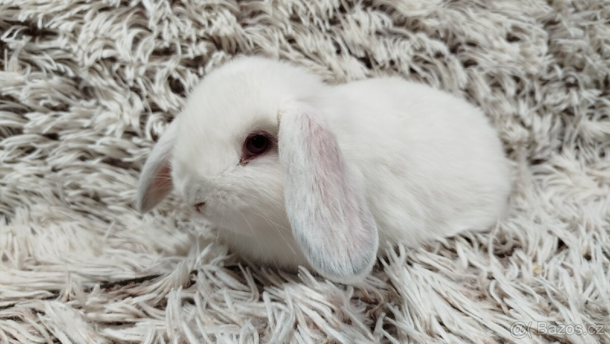 Zakrslý beránek, králíček, králík - MOLLY A MATEO - 12