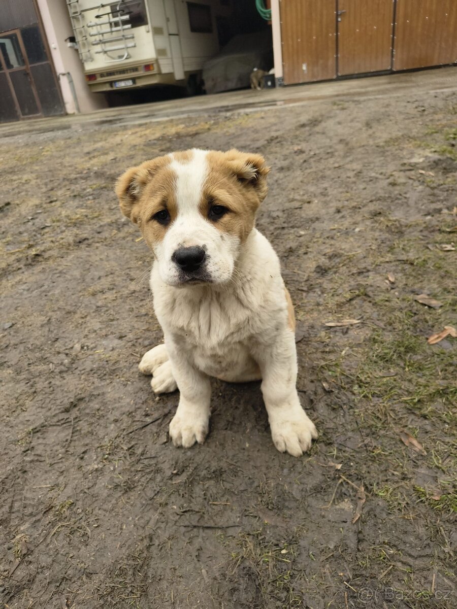 SAO/středoasijský pastevecký pes - 12