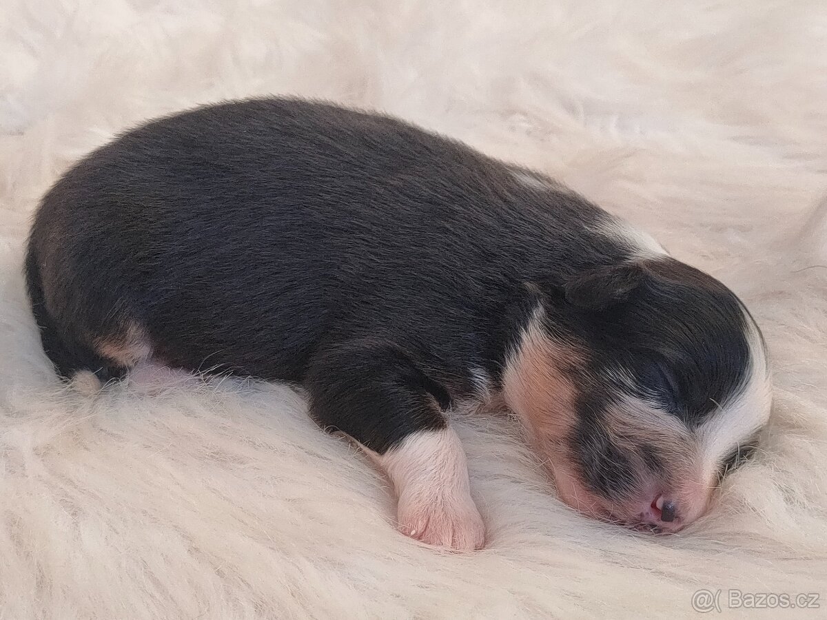 Australský ovčák s PP - štěňátka na prodej - 12