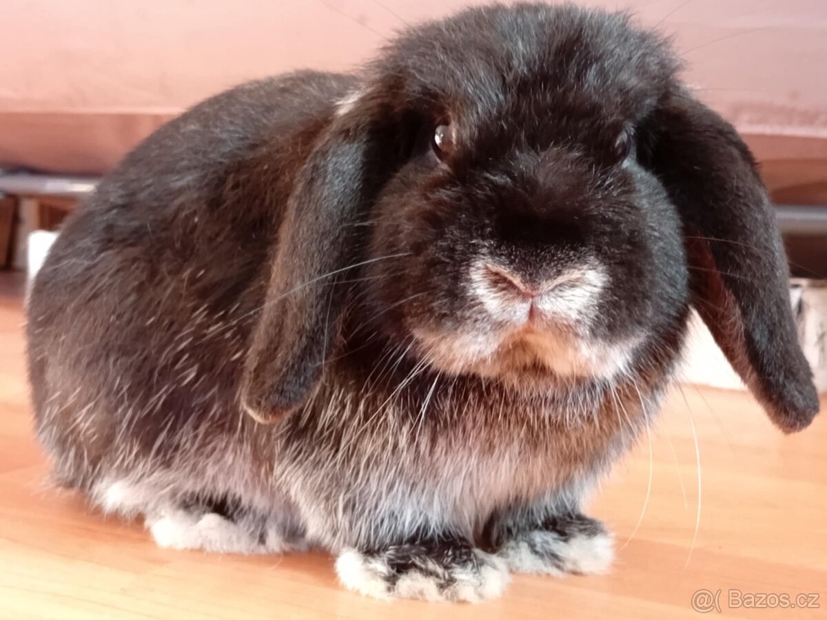 Volný Sameček - Anglický Zakrslý Beránek MiniLop🍑🧡🤍 - 12