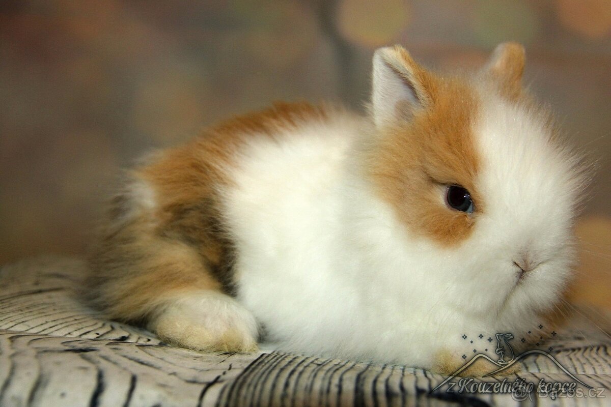Zakrslí králíčci Teddy s VP -> doprava po ČR zajištěna - 12