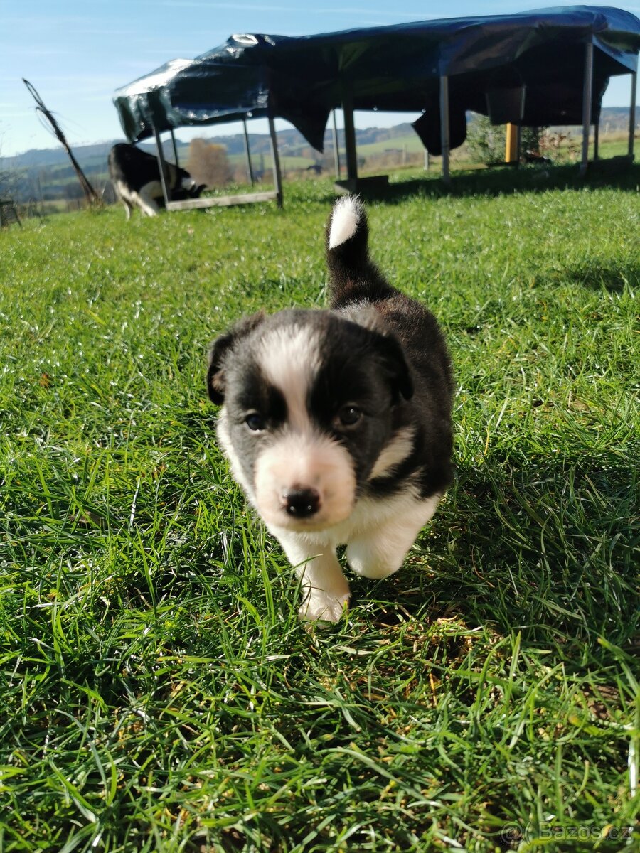 Štěňata Border Kolie - 12