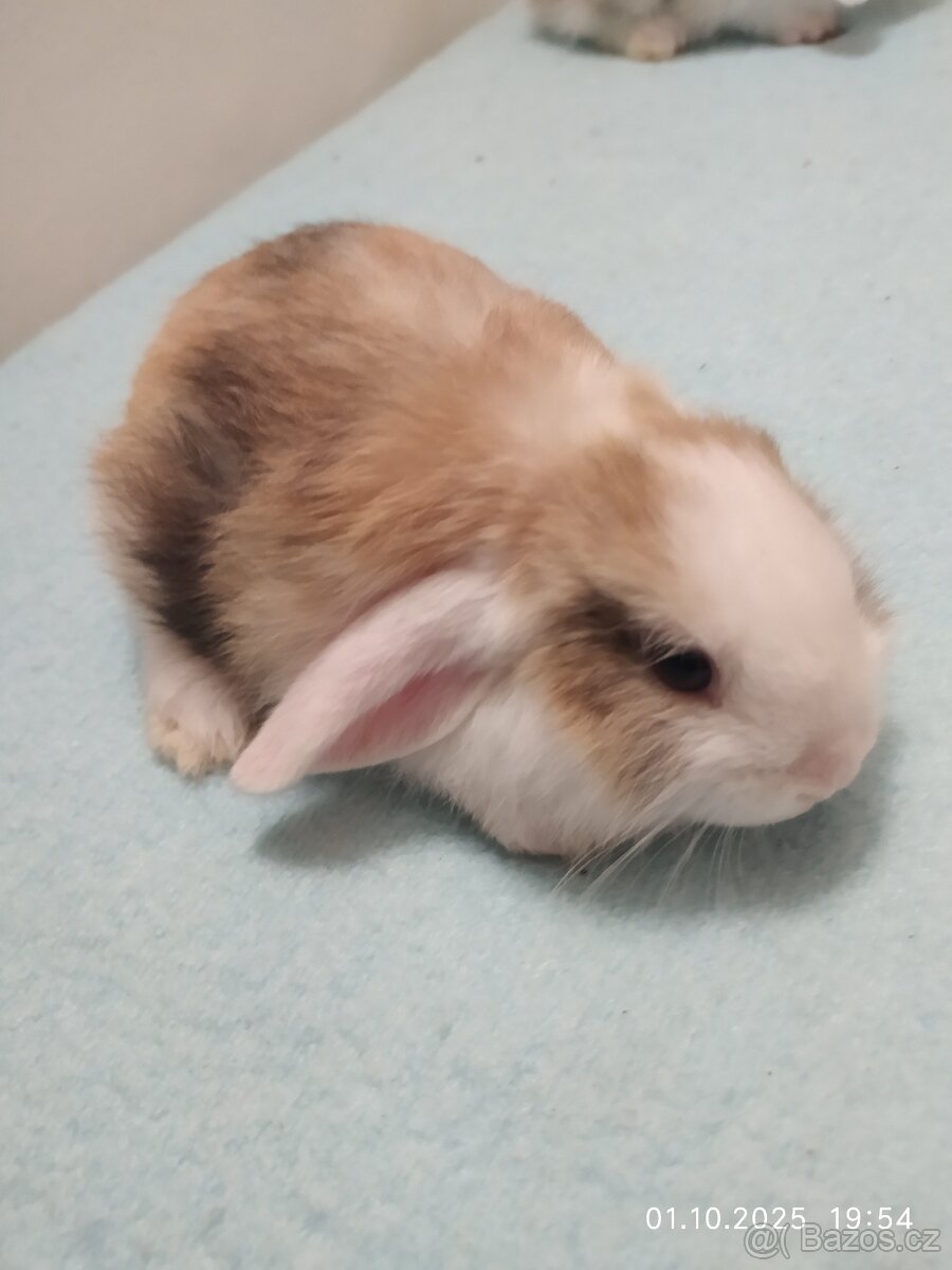 Zakrslí králíčci - 12
