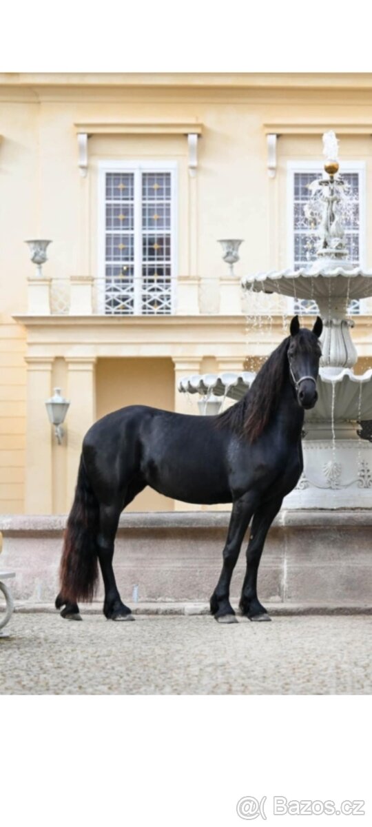 Fríský hřebeček - 12