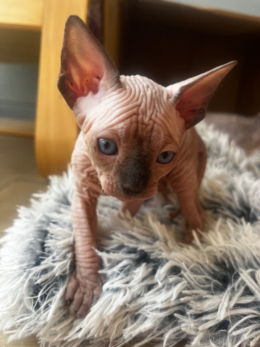 Kanadský sphynx - 12