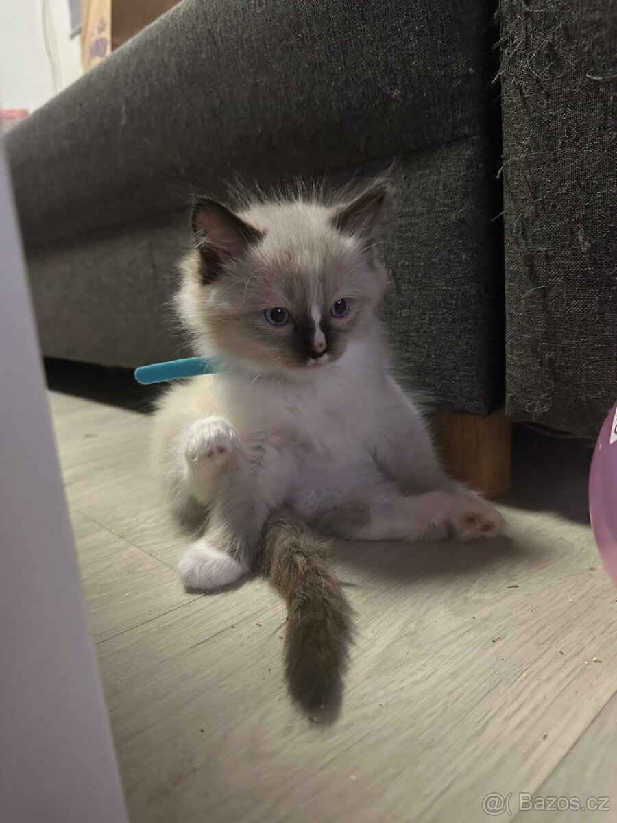 Koťátka Ragdoll - 12