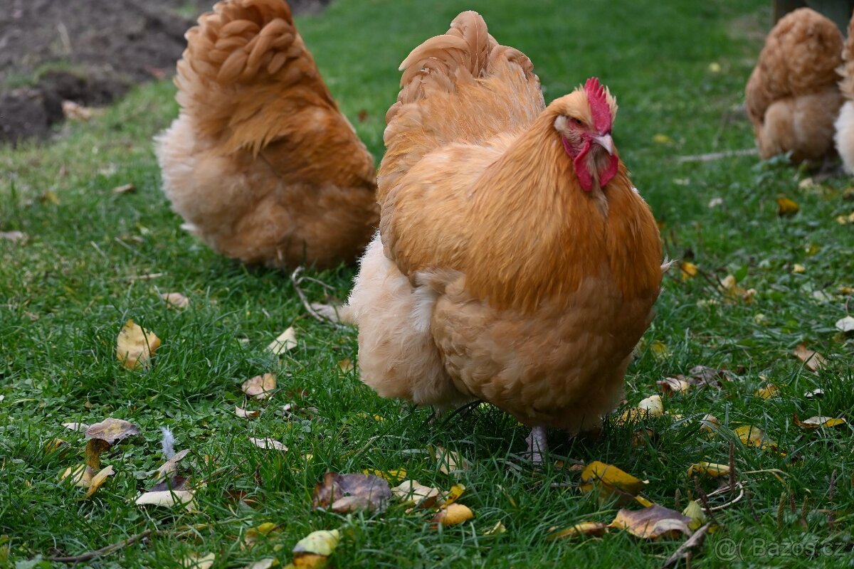 Kohouti orpingtonky - 12