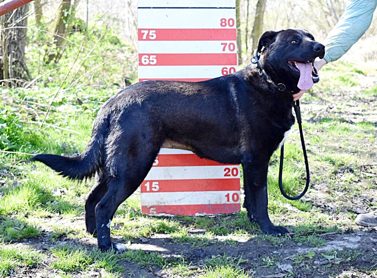 ALLEGRA K ADOPCI-3 ROKY, MILÁ,VDĚČNÁ,ODDANÁ - 12