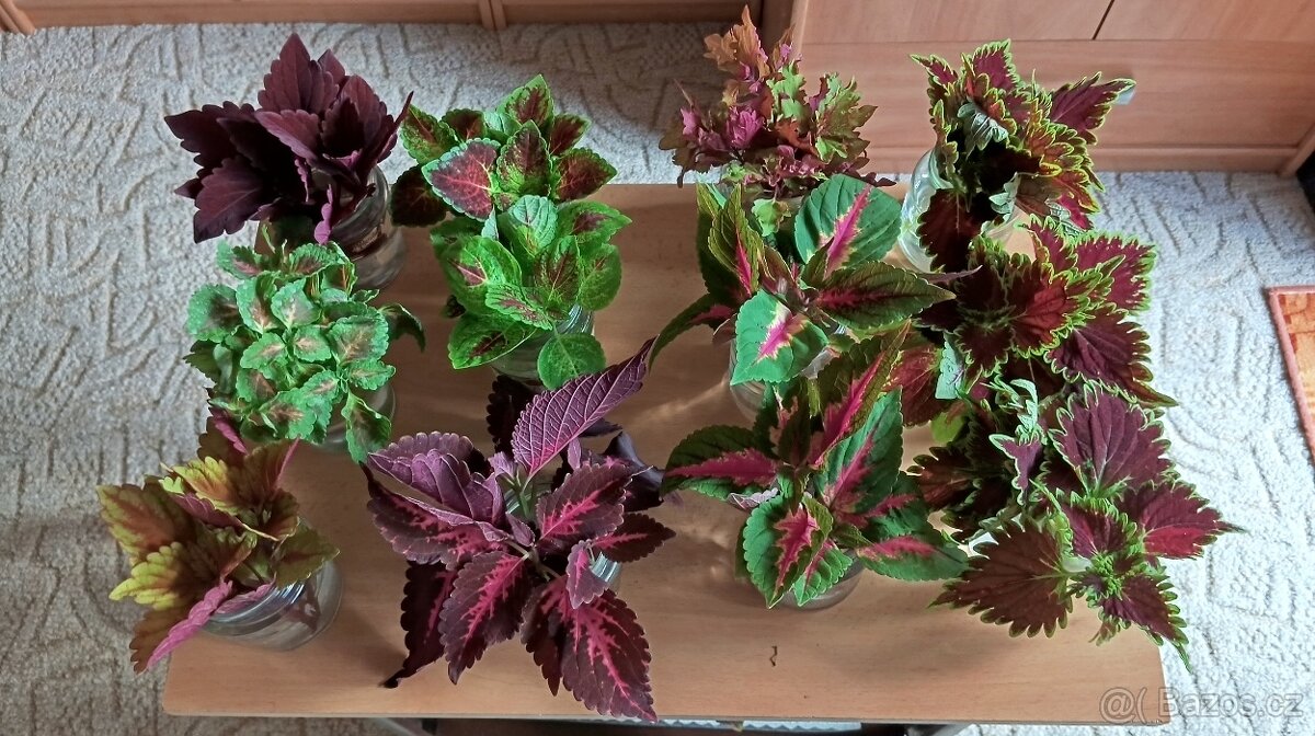Africká barevná okrasná kopřiva - coleus - 12