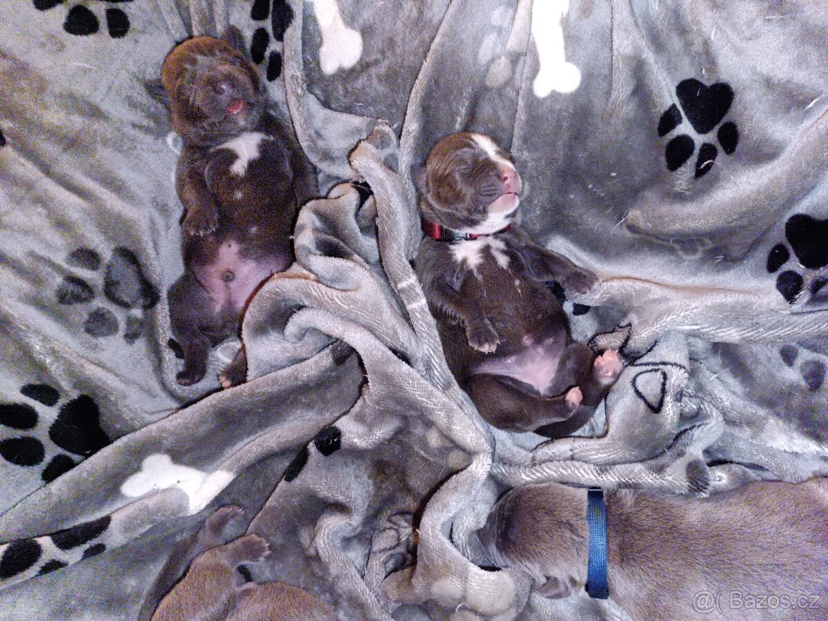 Štěňátka stafordšírský teriér - 12