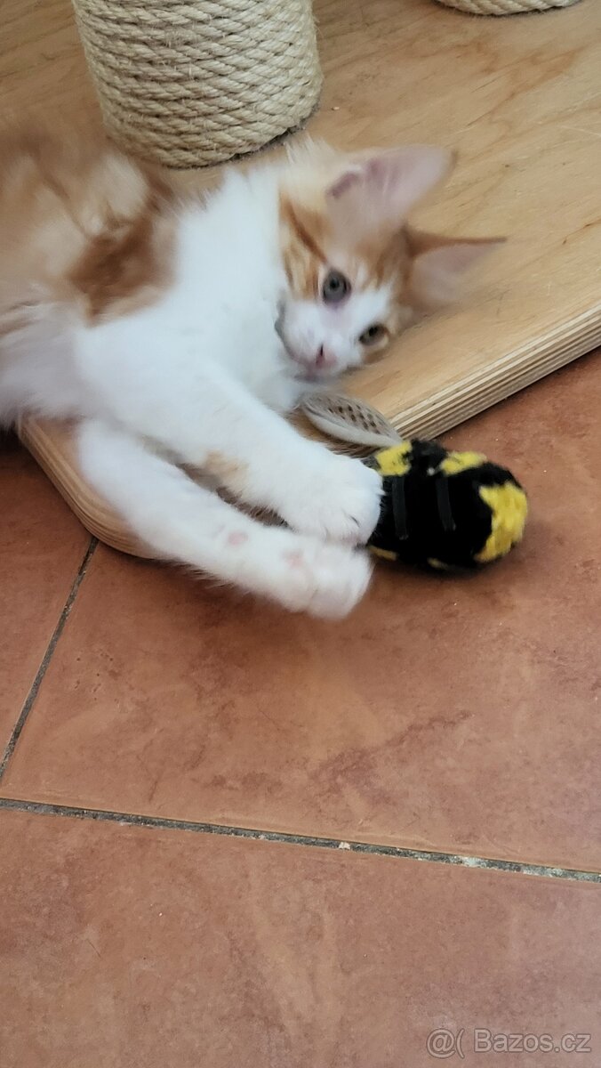 Turecká angora - koťátka s PP - 12