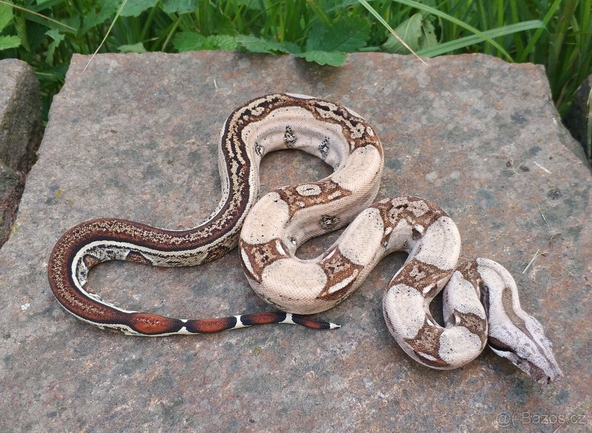 Boa imperator - Normal a Hypo 66% het Sterling VPI - 12