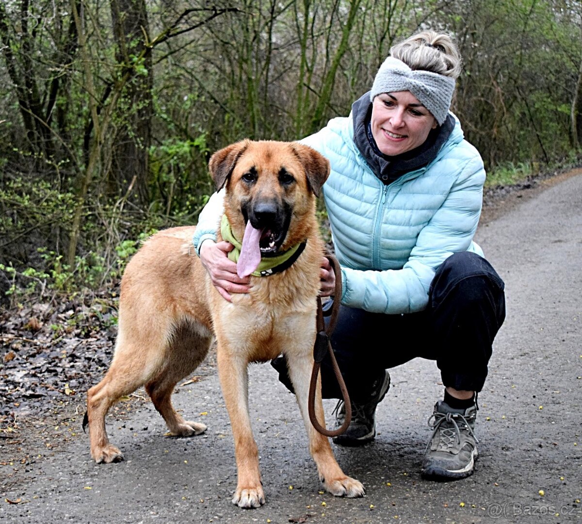 DONALD K ADOPCI - 2,5 ROKU, AKTIVNÝ,PŘÁTELSKÝ,VHODNÝ K RD - 12