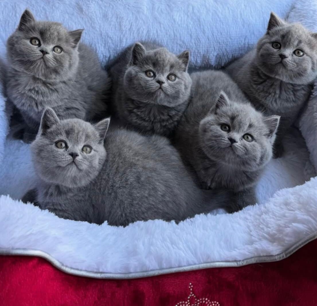 Britský lila kocour ke krytí - 12